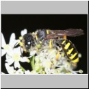 Ectemnius cavifrons - Grabwespe w01d 14mm - Tecklenburg-Habichtswald det.jpg